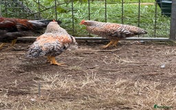 Chickens poultry for sale: Golden wellbar Bantams  - Image 1