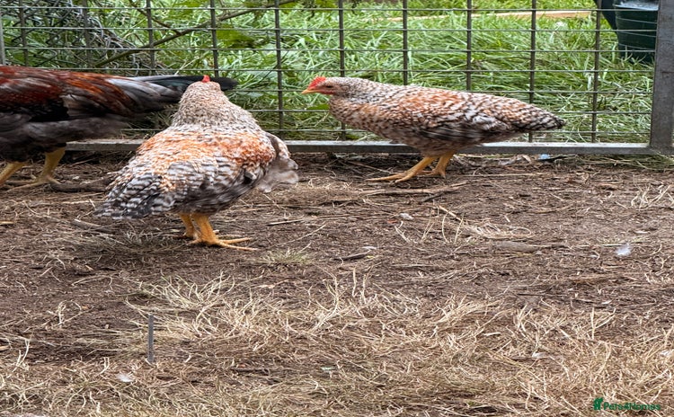 Chickens poultry - Advert 11