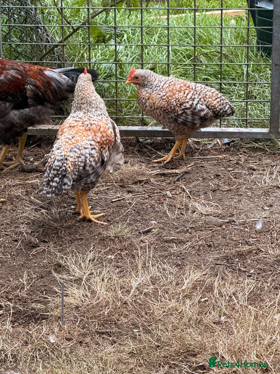 Chickens poultry for sale: Golden wellbar Bantams  - Image 1