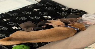 Chihuahua dogs - Advert 16