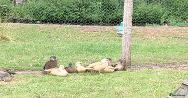 Mixed Breed birds - Advert 12