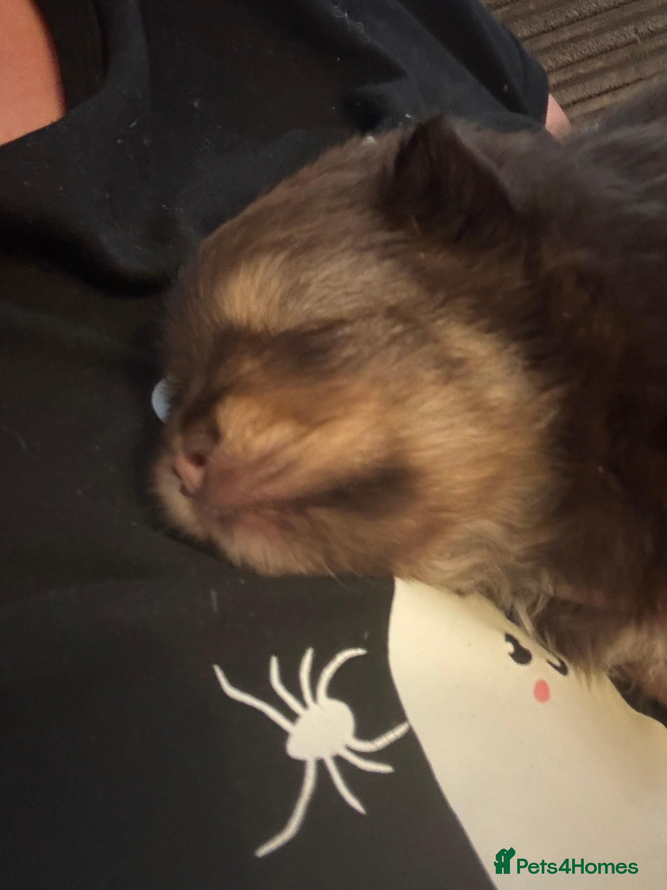 Pomeranian dogs X2 boy Pomeranians for sale  - Advert 2