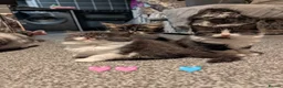 Maine Coon cats for sale: 🩵🩷Maine coon cross kitty's available now🩷🩵 - Advert 14