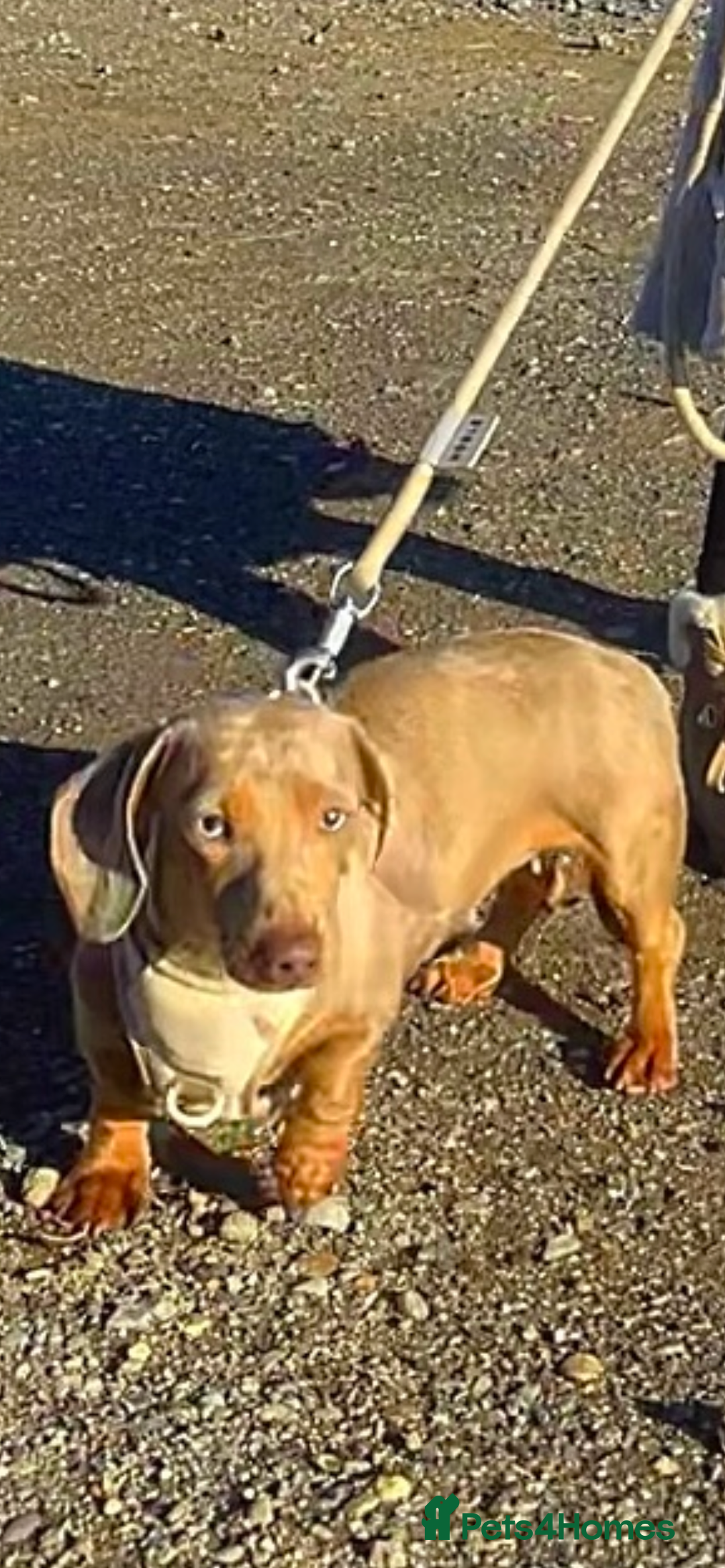 Miniature Dachshund dogs for sale: Miniature dachshund dapple female adult - Advert 3