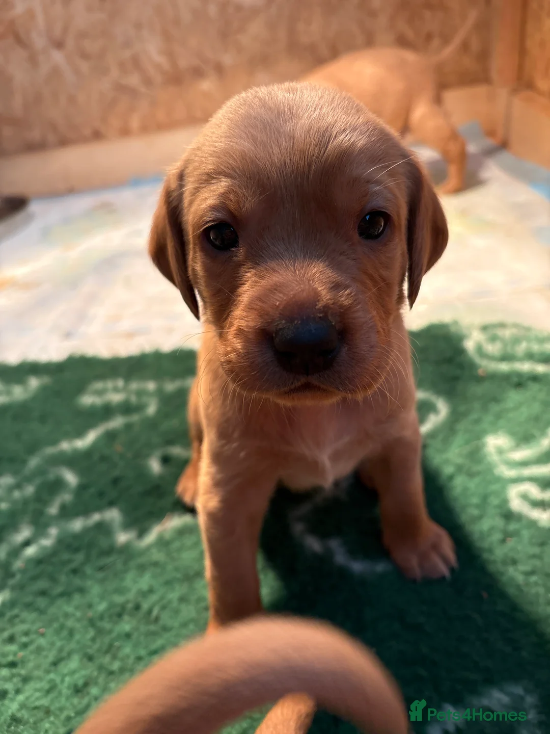 Labrador Retriever dogs for sale: KC Working Fox Red Pups - Advert 8