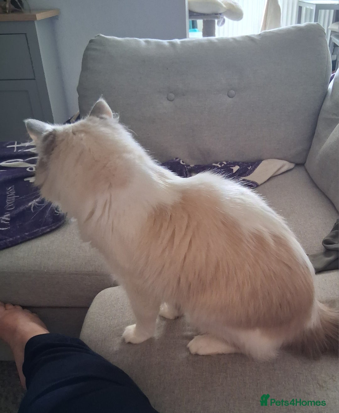 Ragdoll cats for sale: Handsome male ragdoll  - Image 4