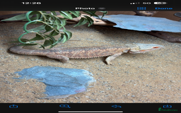 Bearded Dragon reptiles for sale: Bearded dragon and set up - Image 3