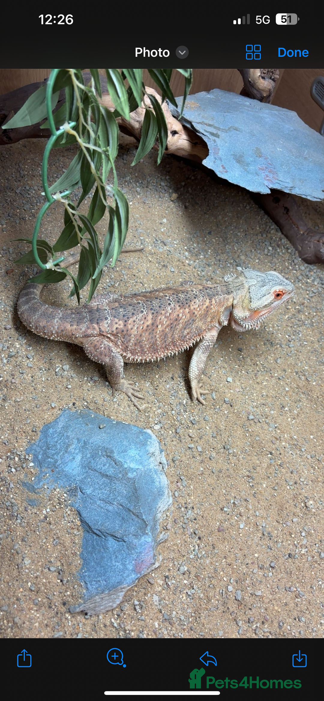 Bearded Dragon reptiles for sale: Bearded dragon and set up - Image 3