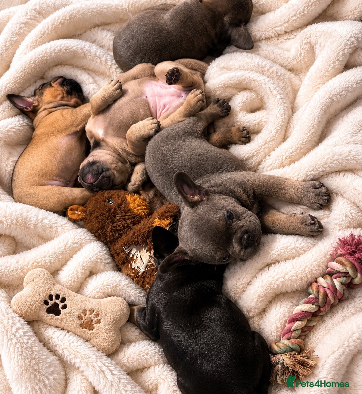 French Bulldog dogs 5 Chunky French Bulldog Puppies  - Advert 1