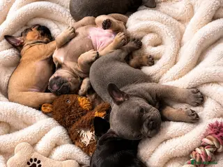 French Bulldog dogs 5 Chunky French Bulldog Puppies - Advert 2
