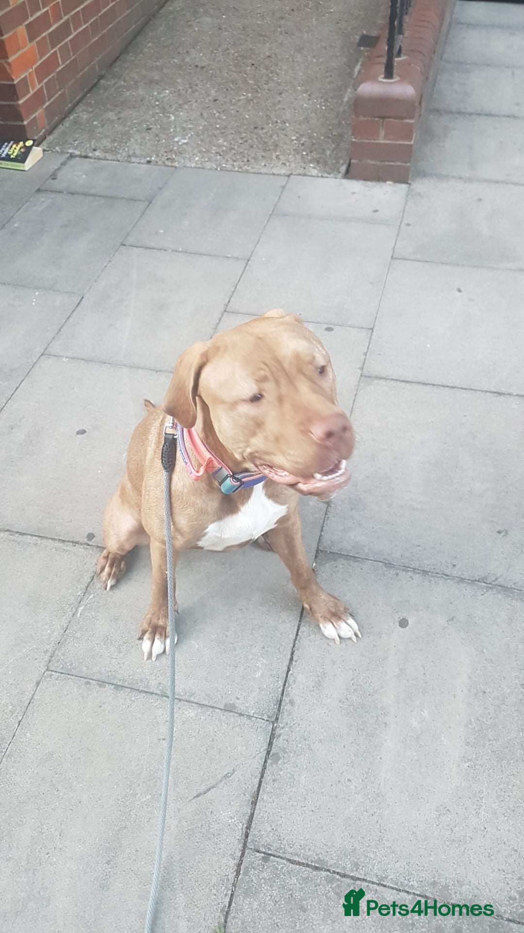 Presa Canario dogs for sale: Presa canario  - Advert 2