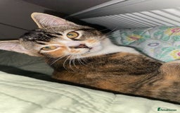 British Shorthair cats for sale: Beautiful cat available - Advert 1