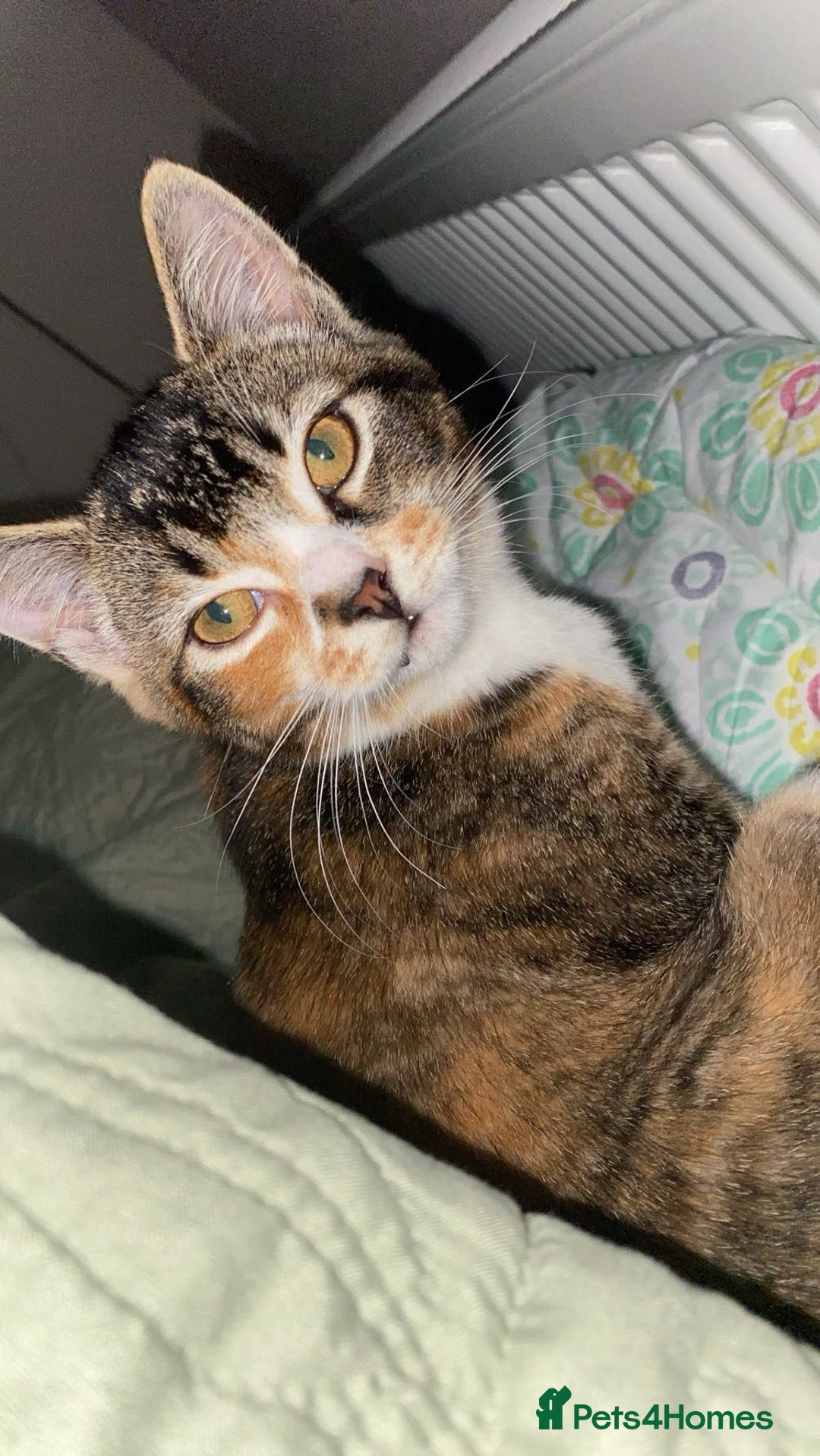 British Shorthair cats for sale: Beautiful cat available - Advert 1