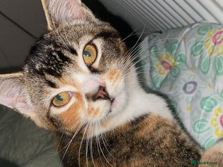 British Shorthair cats Beautiful cat available - Advert 1