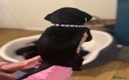 Labrador Retriever dogs for sale: Outstanding Litter of KC registered Labradors  - Image 14