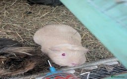 Guinea Pig rodents for sale: 3 female guinea pigs and all equipment with them  - Image 8