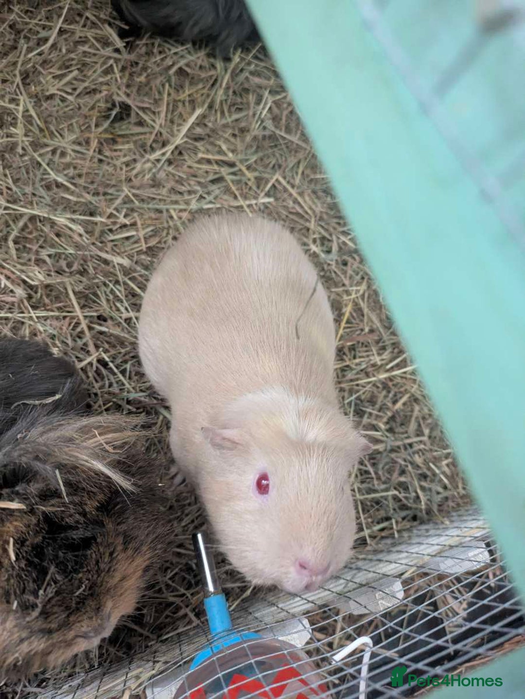 Guinea Pig rodents for sale: 3 female guinea pigs and all equipment with them  - Image 8
