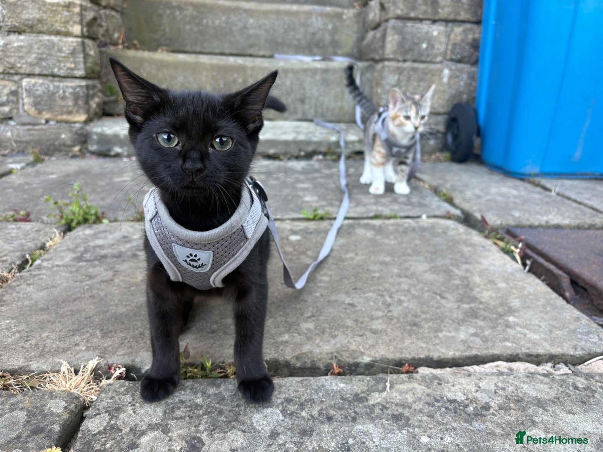 Mixed Breed cats Two female kittens (4months) - Advert 2