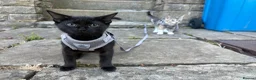 Mixed Breed cats for sale: Two female kittens (4months) - Advert 1