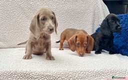 Miniature Dachshund dogs for sale: READY NOW  MINI DAXIS RAINBOW COLOURS PRA KC REG - Image 1