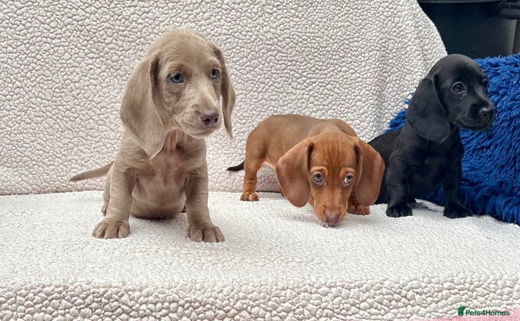 Miniature Dachshund dogs - Advert 1