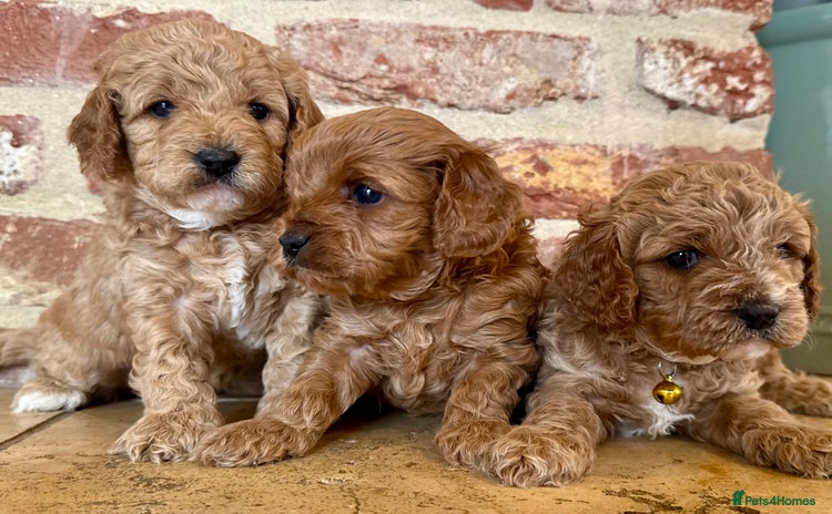 Cavapoo dogs - Advert 9