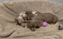 Miniature Dachshund dogs for sale: Miniature Dachshund Puppies  - Image 1