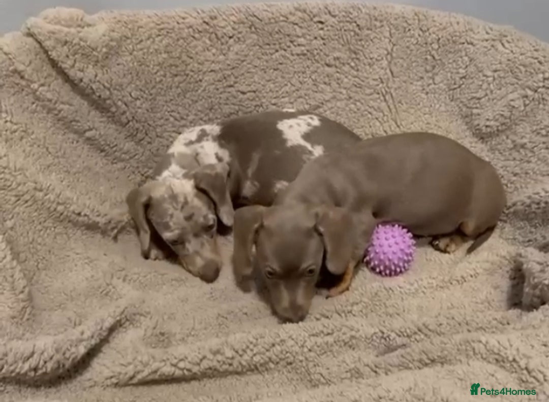 Miniature Dachshund dogs for sale: Miniature Dachshund Puppies  - Image 1