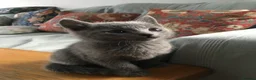 Russian Blue cats for sale: TICA registered Russian Blue kittens - Advert 11