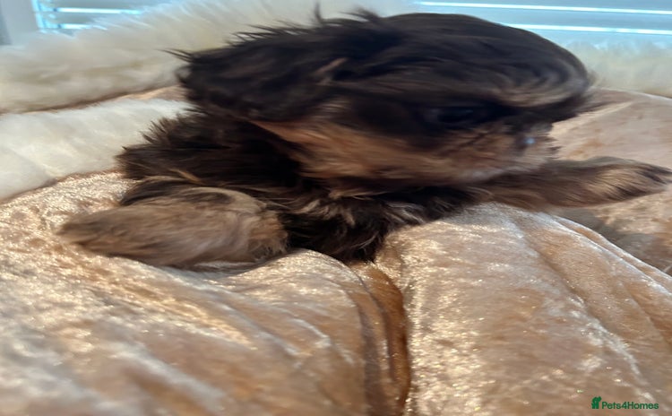 Shih Tzu dogs - Advert 2