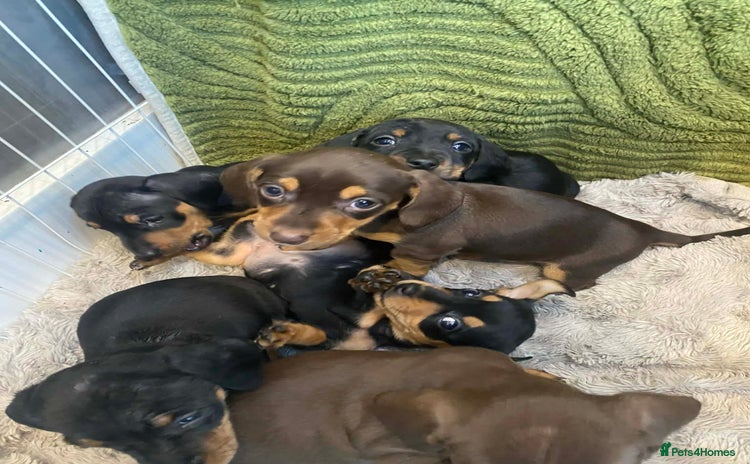 Miniature Dachshund dogs Miniature Dachshunds for sale  - Advert 3