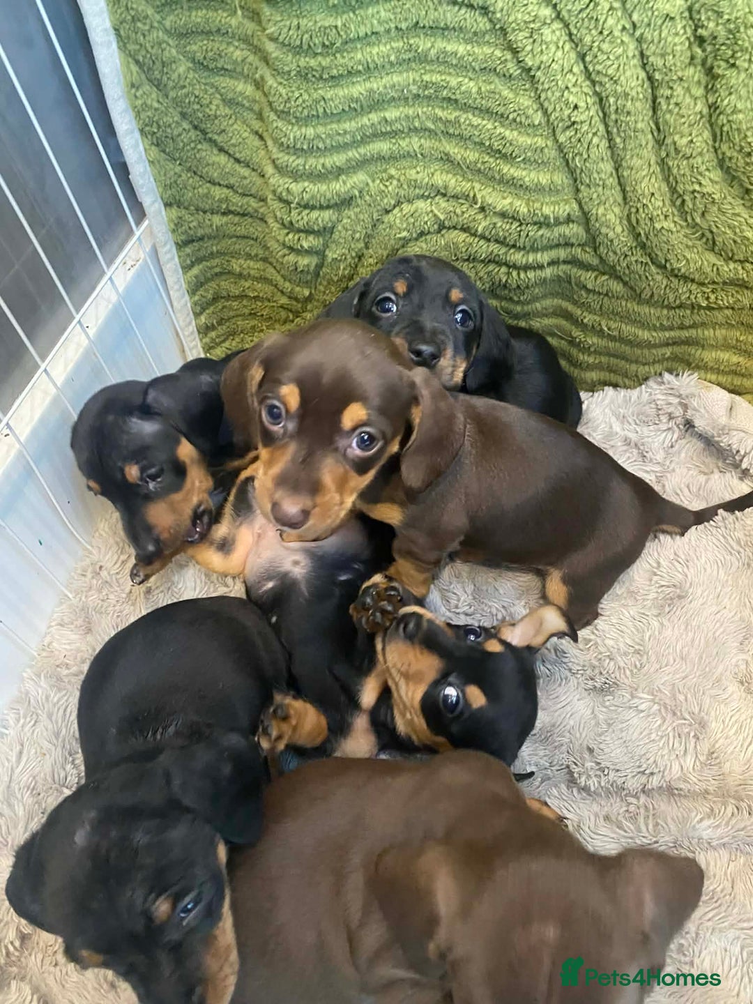 Miniature Dachshund dogs for sale: Miniature Dachshunds for sale  - Advert 1