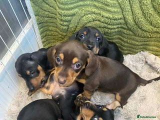 Miniature Dachshund dogs Miniature Dachshunds for sale - Advert 2