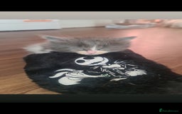 Mixed Breed cats for sale: Friendly bunch of beautiful kittens  - Image 8