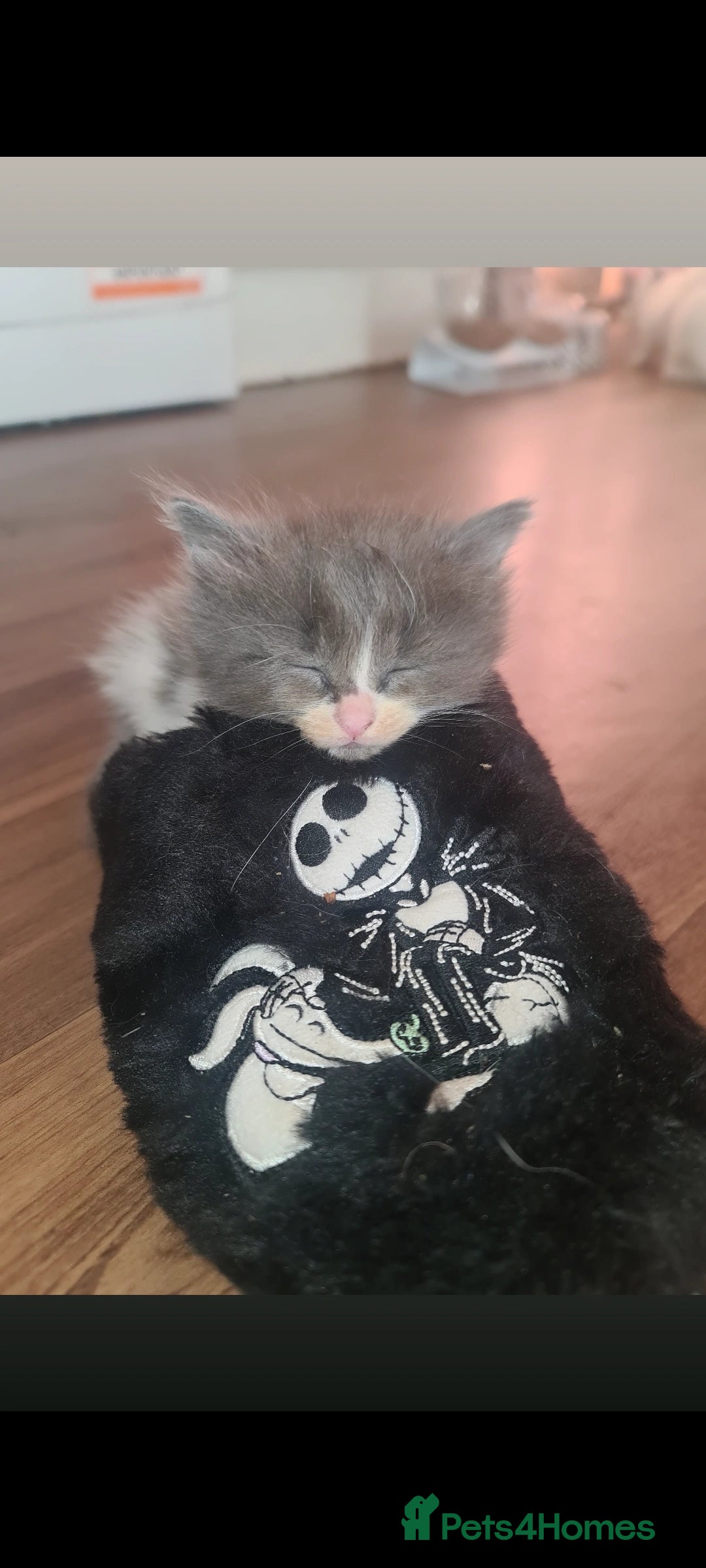 Mixed Breed cats for sale: Friendly bunch of beautiful kittens  - Image 8