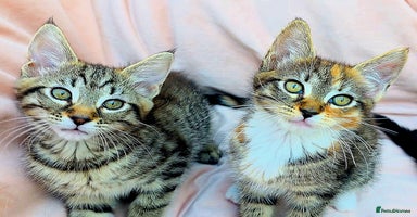 Mixed Breed cats - Advert 1