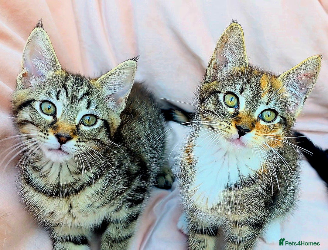 Mixed Breed cats for sale: Maine Coon Cross Kittens Still Available!! - Image 2