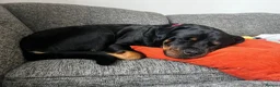 Rottweiler dogs for sale: PREGNANCY CONFIRMED — WAITING LIST NOW OPEN - Advert 5
