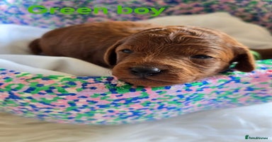 Cavapoo dogs - Advert 7