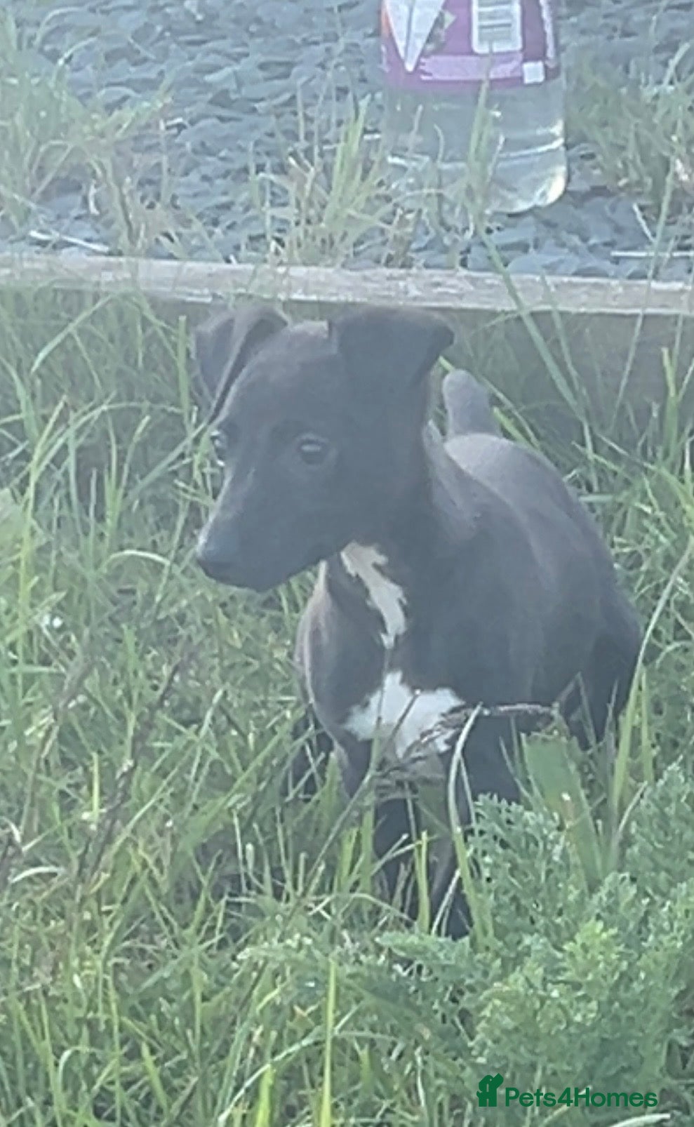Mixed Breed dogs for sale: Italian greyhound/whippet in Maryport - Advert 12