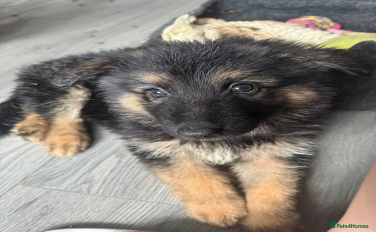 German Shepherd dogs for sale - Advert 1