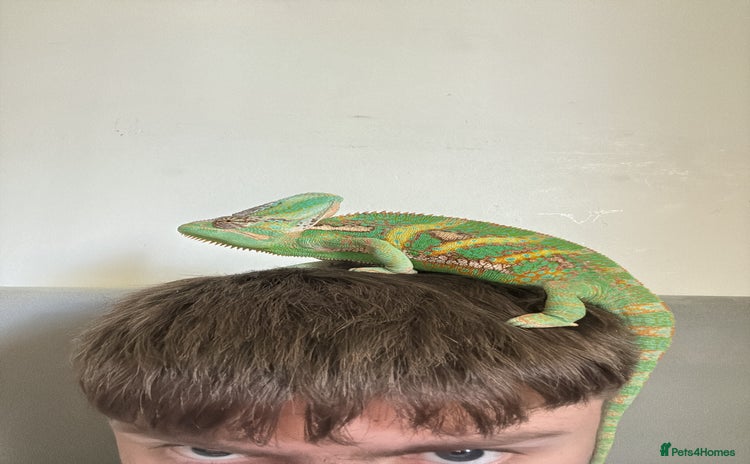 Chameleon reptiles - Advert 2