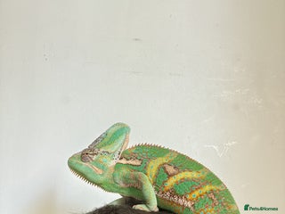 Chameleon reptiles for sale: Yemen chameleon - Advert 1