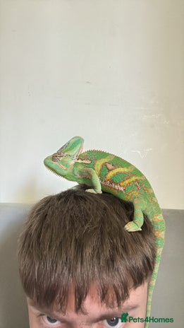 Chameleon reptiles - Advert 3