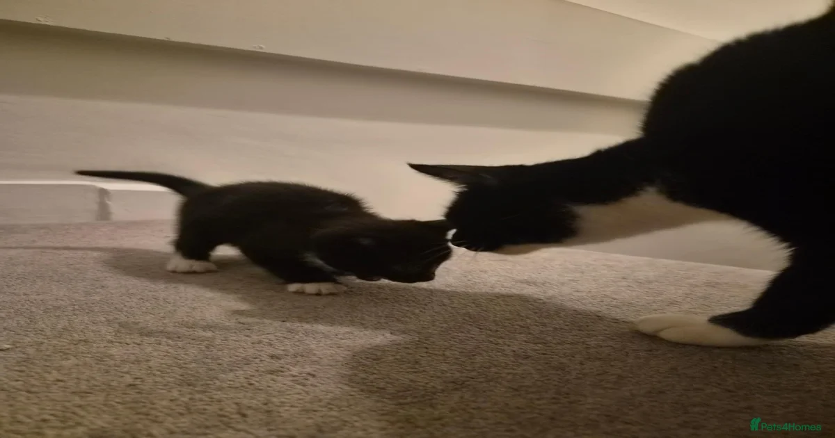 Mixed Breed Kittens for sale in Lowestoft, Suffolk | Pets4Homes