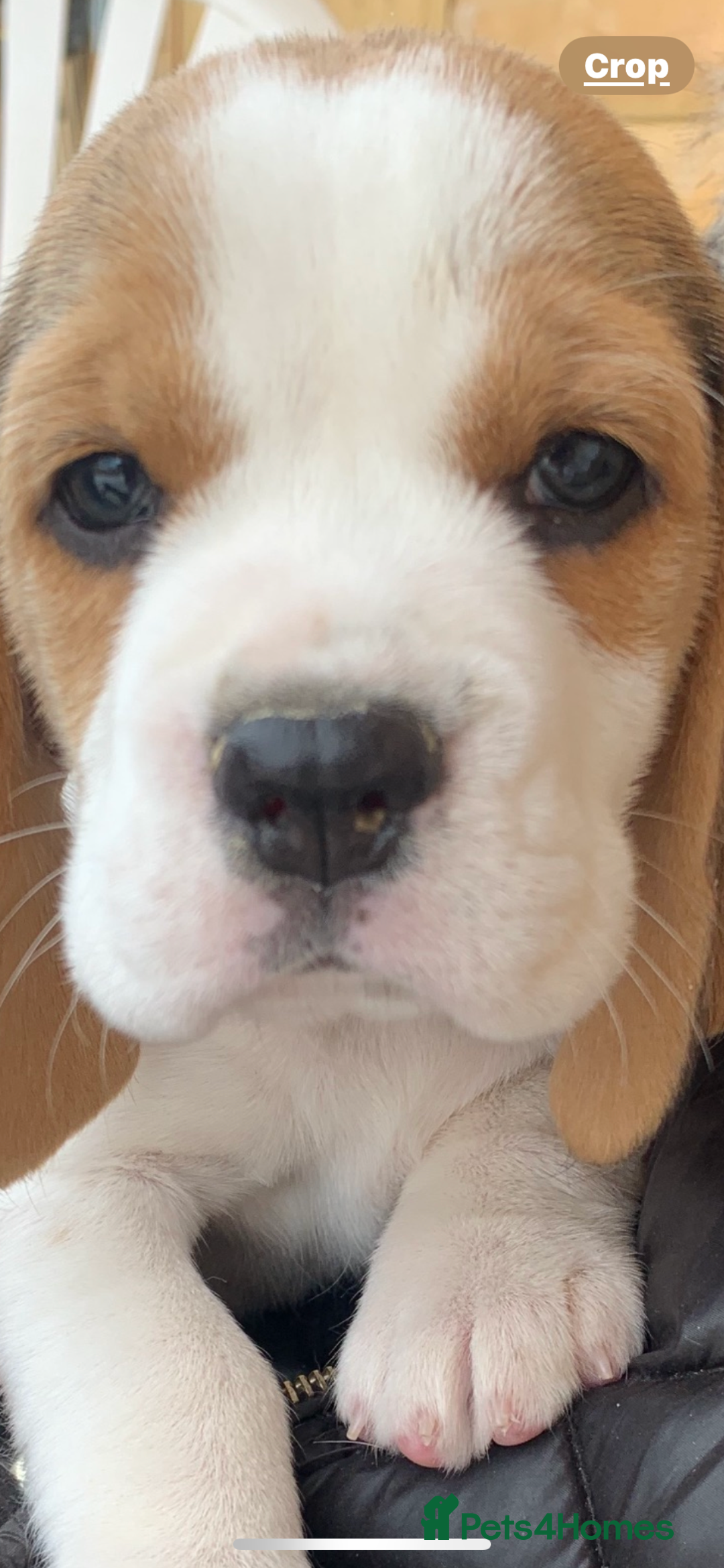 Beagle dogs for sale:  stunning kc reg pups ready midjuly july - Image 35