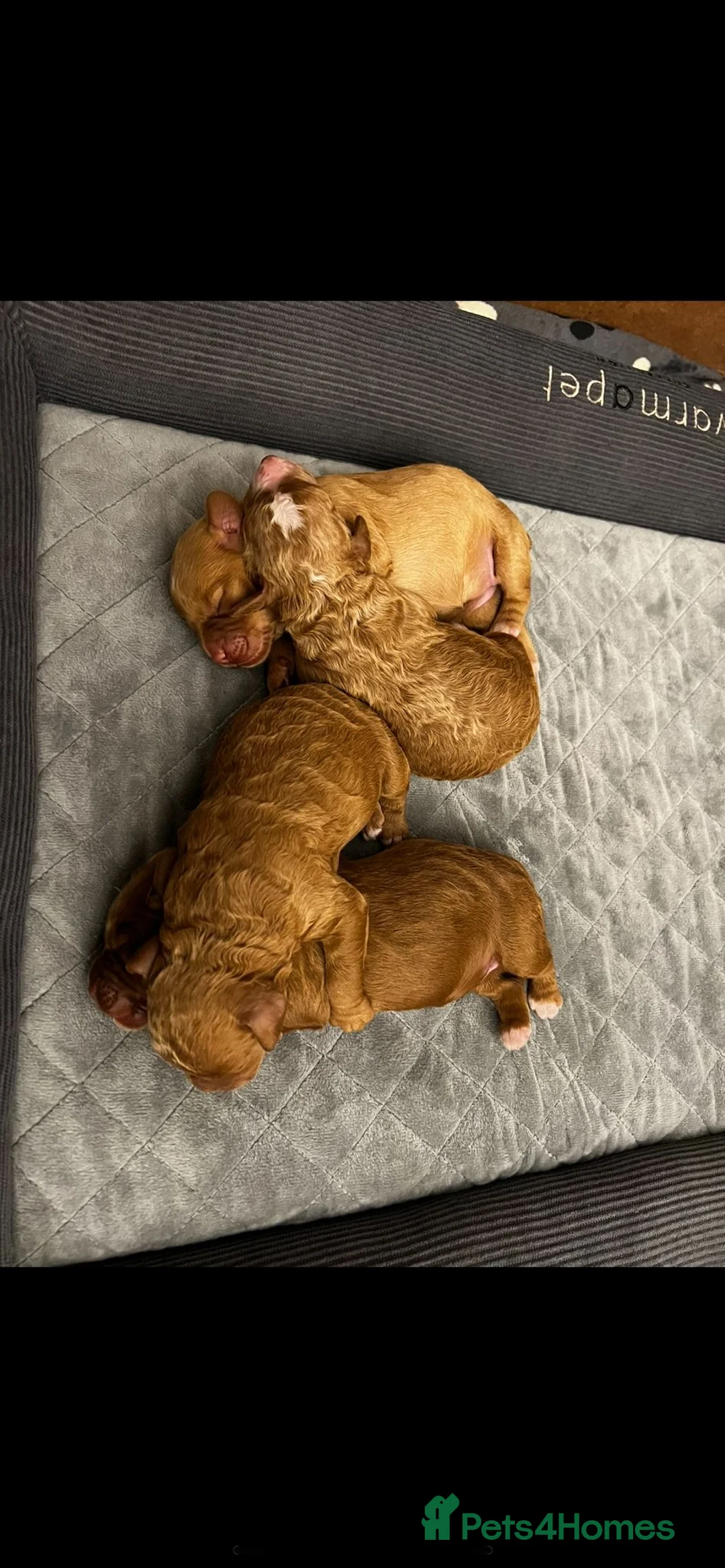 Cockapoo dogs for stud: Proven Red & white F1 cockapoo stud dog. in Barnsley - Advert 6