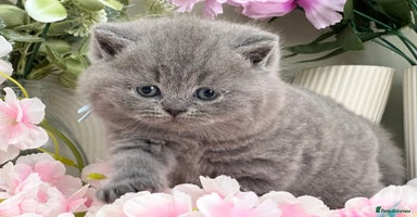 British Shorthair cats - Advert 3
