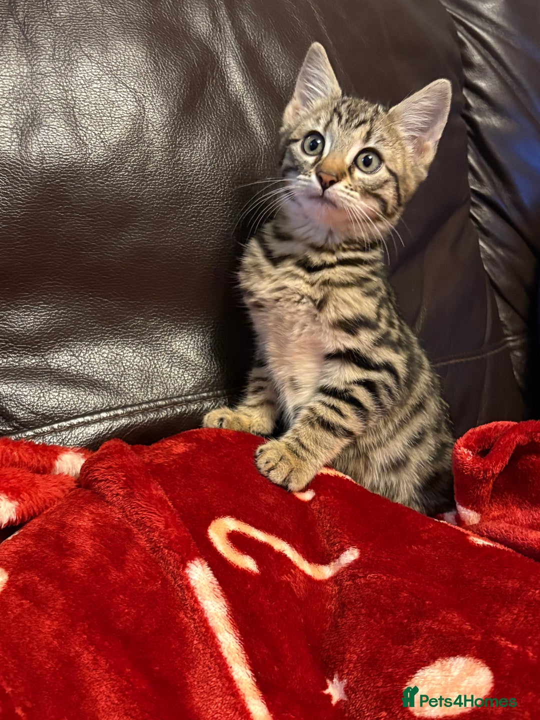 Bengal cats for sale: Beautiful bengal female ready now  - Advert 3