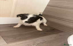 Jack Russell dogs for sale: 3 beautiful puppy’s  - Image 5